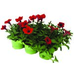 Surfinie 6-pak don. 9 cm