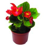 Begonia stale kwitnąca wys. 15 cm don. 9 cm