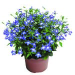 Lobelia rabatowa wys. 15 cm don. 9 cm