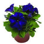 Petunia rabatowa wys. 15 cm don. 9 cm