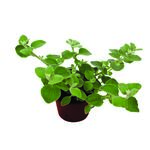 Kocanka wys. 25 cm don. 10,5 cm