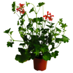 Pelargonia bluszczolistna wys. 30 cm don. 11 cm