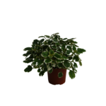 Komarzyca wys. 25 cm don. 10,5 cm