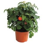Pomidor koktajlowy karłowy wys. 60 cm don. 12 cm