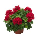 Pelargonia Calioppe Landscape wys. 30 cm don. 12 cm