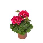 Pelargonia rabatowa "Magic eye" wys. 30 cm don. 12 cm