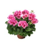 Pelargonia rabatowa Americana Pink Splash wys. 30 cm don. 12 cm