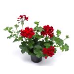 Pelargonia bluszczolistna Kate wys. 30 cm don. 12 cm