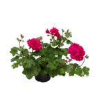 Pelargonia bluszczolistna Rocky wys. 30 cm don. 12 cm