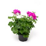 Pelargonia bluszczolistna Vicky wys. 30 cm don. 12 cm