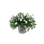 Petunia Supertunia Vista wys. 25 cm don. 12 cm