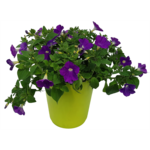 Petunia Table Azure wys. 30 cm don. 12 cm