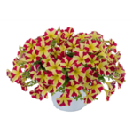 Petunia Amore Queen of Hearts wys. 30 cm don. 12 cm