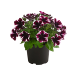 Petunia "Miss Marvelous" wys. 30 cm don. 12 cm
