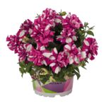 Petunia o pełnych kwiatach "Origami" wys. 30 cm don. 12 cm
