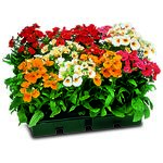 Sunsatia don.10,5 cm