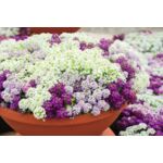 Lobularia don.10,5 cm