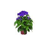Heliotrop don. 10,5 cm wys. 30 cm