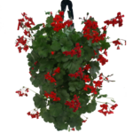 Pelargonie w wiszącej torbie wys. 55 cm
