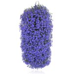 Lobelia w wiszącej torbie wys. 30 cm