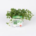 Oregano wys. 19 cm doni.13 cm