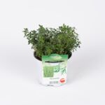 Tymianek wys. 21 cm don. 13 cm