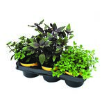 Zioła mix 3-pak wys. 16 cm