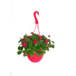 Truskawki w wiszącej donicy wys. 20 cm don. 20 cm