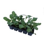 Kalafior 10-pak don. 6x6 cm