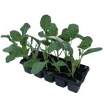 Brokuł 10-pak don. 6x6 cm