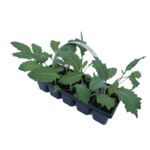 Kalarepa 10-pak, don. 6x6 cm