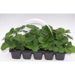 Truskawki 10-pak odmiana Senga Sengana don. 6x6 cm