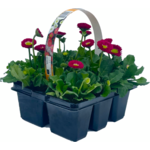 Stokrotka, 6-pak wys. 15 cm