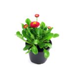 Stokrotka, wys. 15 cm, don.9 cm