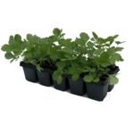 Poziomki 10-pak odmiana Regina don. 6x6 cm