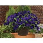 Bratek "Cool wave" w amplu, wys. 15 cm, śr.don.19 cm