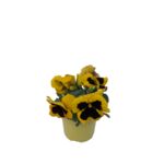 Bratek wielkokwiatowy, wys. 15 cm don.12 cm