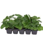 Truskawki 10-pak odmiana Albion don. 6x6 cm