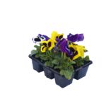 Bratek wielkokwiatowy, 6-pak , wys. 15 cm