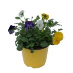 Bratek miniaturowy, wys. 15 cm, don.12 cm