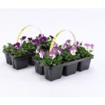 Bratek miniaturowy, 6-pak , wys. 15 cm