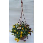 Bratek miniaturowy w amplach, wys. 15 cm, śr.don.19 cm