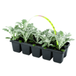 Szałwia 10-pak  wys. 10 cm don. 5 cm