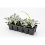 Starzec 10-pak śr wys. 10 cm don. 5 cm