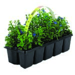 Lobelia 10-pak wys. 10 cm don. 5 cm