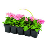Petunia 10-pak wys. 10 cm don. 5 cm