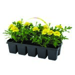 Aksamitka 10-pak wys. 10 cm don. 5 cm