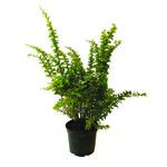 Berberys wys.: 60-80 cm, śr. doniczki 22 cm