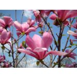 Magnolia mix wys. 30-40 cm don. 2 l
