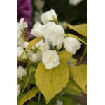 Jaśminowiec 'Yellow Hill'